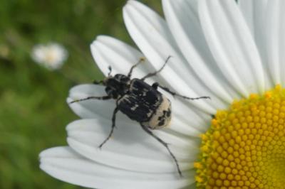 <i>Valgus hemipterus</i>