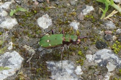 <i>Cicindela campestris</i>