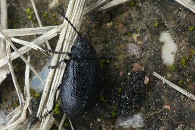 <i>Galeruca tanaceti</i>