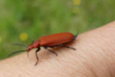 <i>Pyrochroa serraticornis</i>