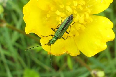 <i>Oedemera nobilis</i>