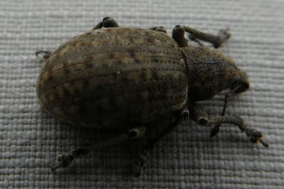 <i>Liophloeus tessulatus</i>