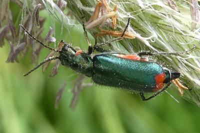 <i>Malachius bipustulatus</i>