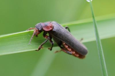 <i>Cantharis rustica</i>