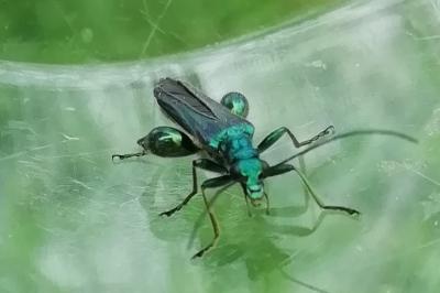<i>Oedemera nobilis</i>
