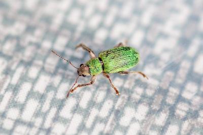 <i>Pachyrhinus lethierryi</i>