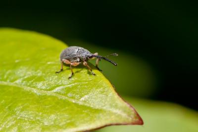 <i>Rhopalapion longirostre</i>