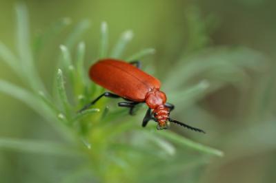 <i>Pyrochroa serraticornis</i>