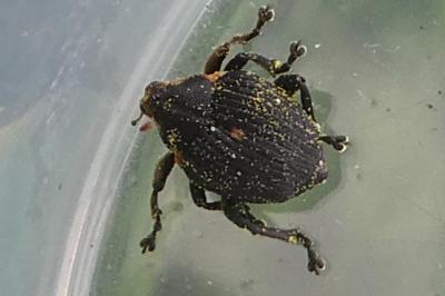 <i>Mononychus punctumalbum</i>