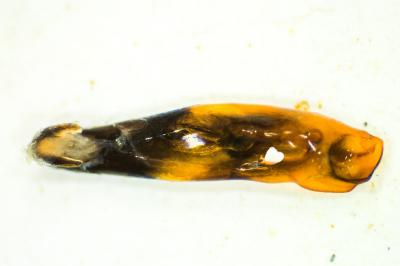 <i>Lochmaea suturalis</i>