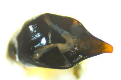 <i>Cryptocephalus aureolus</i>