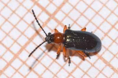 <i>Oulema melanopus/duftschmidi</i>