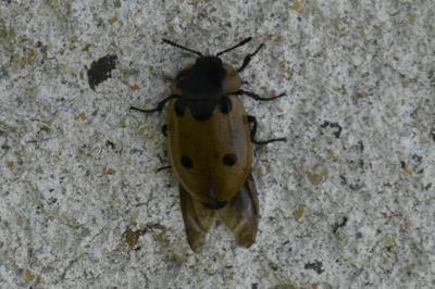 <i>Dendroxena quadrimaculata</i>