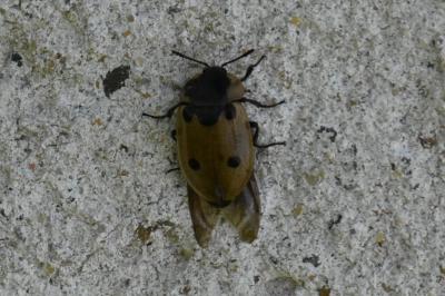 <i>Dendroxena quadrimaculata</i>