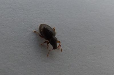 <i>Exomias pellucidus</i>