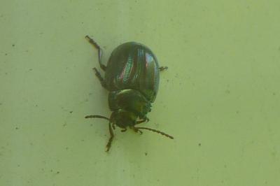 <i>Chrysolina americana</i>