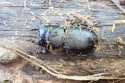 <i>Dorcus parallelipipedus</i>