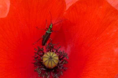 <i>Oedemera nobilis</i>