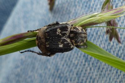 <i>Valgus hemipterus</i>