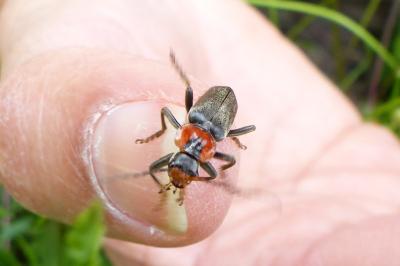 <i>Cantharis fusca</i>