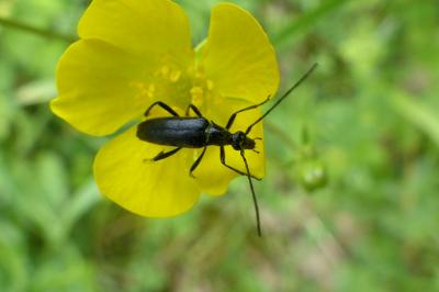 <i>Rutpela nigra</i>