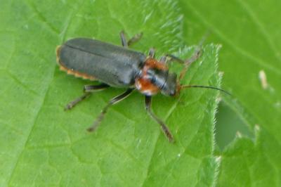 <i>Cantharis rustica</i>