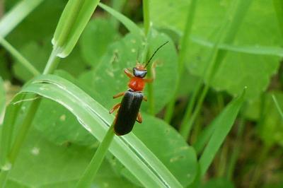 <i>Cantharis pellucida</i>
