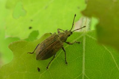 <i>Phyllobius pyri</i>