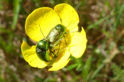 <i>Cryptocephalus</i>
