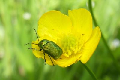 <i>Cryptocephalus</i>