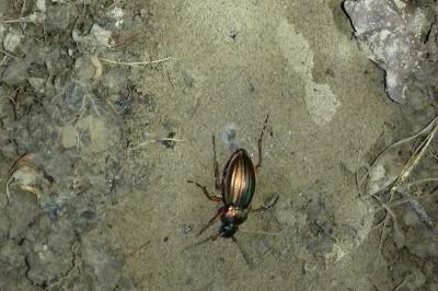 <i>Carabus auratus</i>