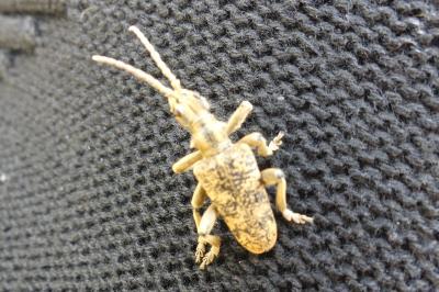 <i>Rhagium sycophanta</i>