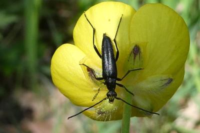 <i>Rutpela nigra</i>