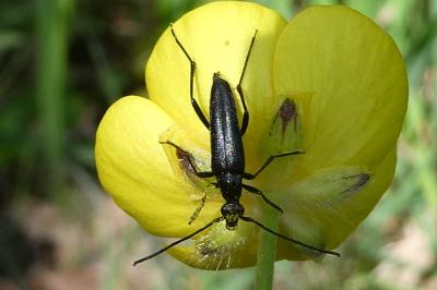 <i>Rutpela nigra</i>