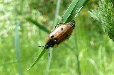 <i>Dendroxena quadrimaculata</i>