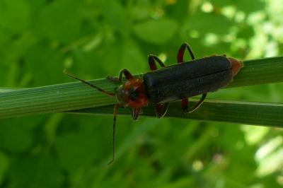 <i>Cantharis rustica</i>