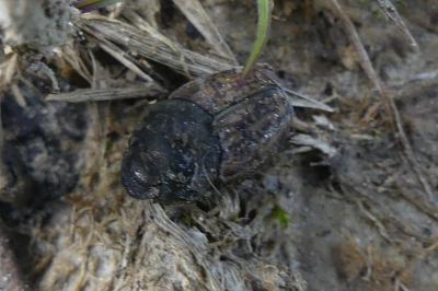 <i>Onthophagus</i>