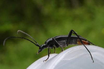 <i>Rutpela nigra</i>