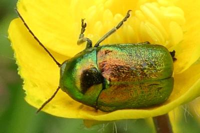 <i>Cryptocephalus</i>