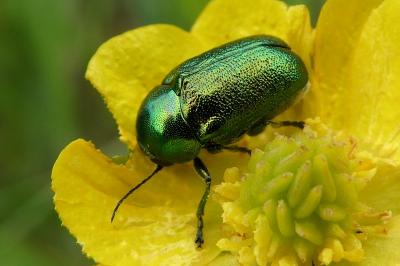 <i>Cryptocephalus</i>