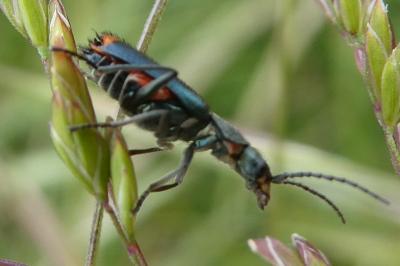 <i>Clanoptilus geniculatus</i>