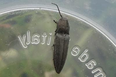 <i>Cidnopus pilosus</i>