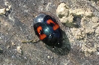<i>Hister quadrimaculatus</i>