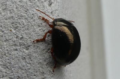 <i>Chrysolina bankii</i>