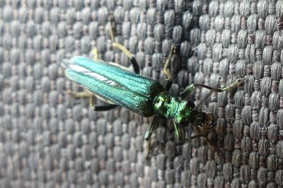 <i>Oedemera nobilis</i>