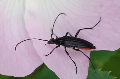 <i>Rutpela nigra</i>