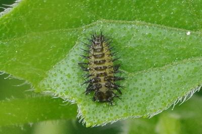 <i>Henosepilachna argus</i>