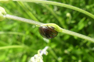 <i>Chrysolina americana</i>