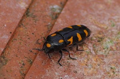 <i>Ptosima undecimmaculata</i>