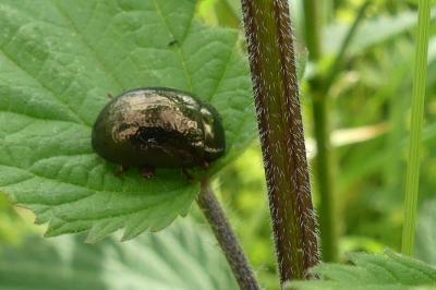 <i>Chrysolina bankii</i>